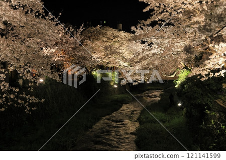 Illuminated rows of cherry blossom trees in full bloom 121141599