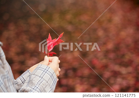 A young woman's hand picking up red fallen autumn leaves in an autumn park A young woman's hand picking up red fallen autumn leaves in an autumn park 121141775