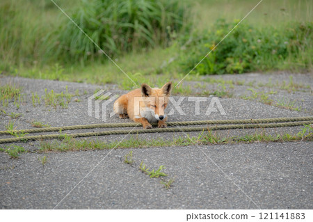 Hokkaido scenery 121141883