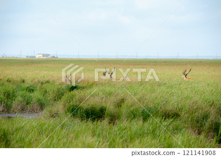 Hokkaido scenery 121141908