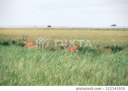 Hokkaido scenery 121141910