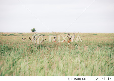 Hokkaido scenery 121141917