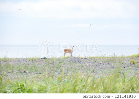 Hokkaido scenery 121141930