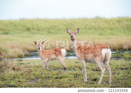 Hokkaido scenery Hokkaido scenery 121141936