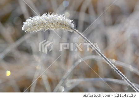 Grassland and frost sparkle image material Grassland and frost sparkle image material 121142120