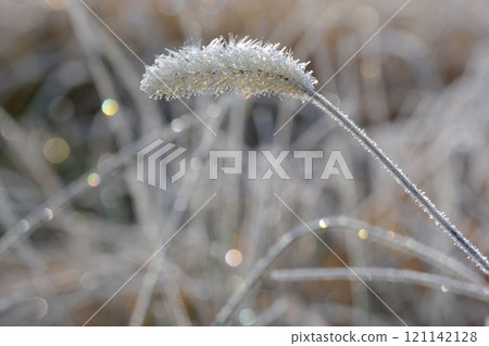 草原與霜照圖片素材 草原與霜照圖片素材 121142128
