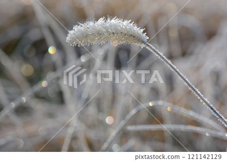 草原與霜照圖片素材 草原與霜照圖片素材 121142129