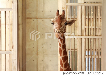 Giraffe front face 121142247