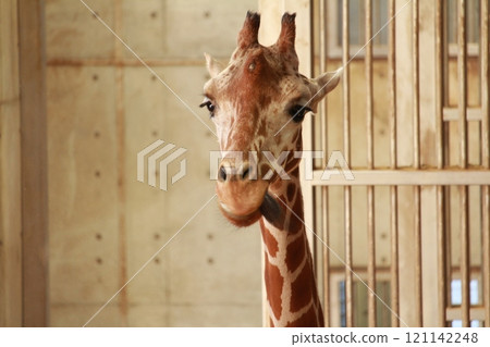 Giraffe front face 121142248
