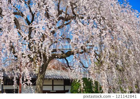 京都本滿寺的垂枝櫻花（京都府京都市上京區） 121142841