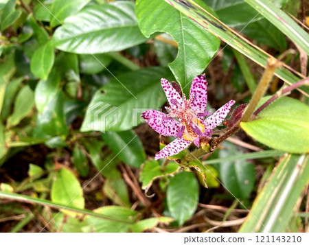 Somehow a charming flower of Hototogisu Somehow a charming flower of Hototogisu 121143210