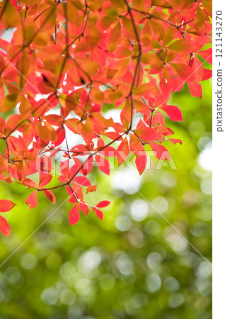 Bright red autumn leaves 121143270