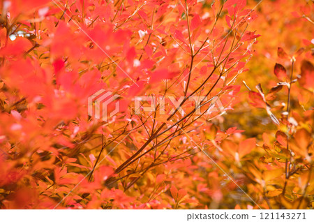 鮮紅的秋葉 121143271