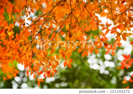 Bright autumn leaves Bright autumn leaves 121143272