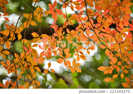Autumn leaves 121143273