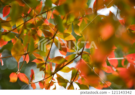 Autumn leaves turned red Autumn leaves turned red 121143342