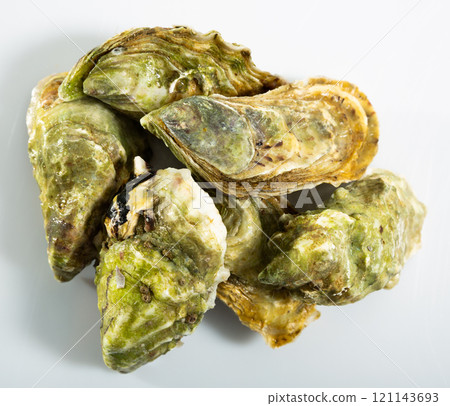 Image of tasty raw closed oysters on white background Image of tasty raw closed oysters on white background 121143693