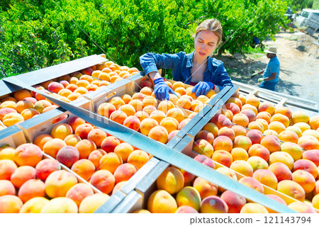 Young woman putting harvested peaches in boxes in garden 121143794