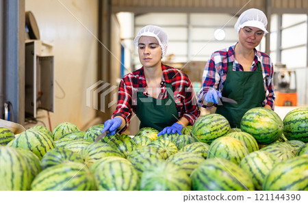 Women hardworking in agricultural facility, sorting watermelons Women hardworking in agricultural facility, sorting watermelons 121144390