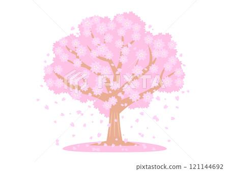 櫻花樹盛開，預示著春天的到來，新生命的開始。 121144692