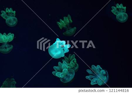 Group of yellow fluorescent jellyfish swimming underwater aquarium pool with blue illimination Group of yellow fluorescent jellyfish swimming underwater aquarium pool with blue illimination 121144816