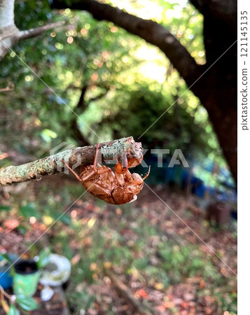 A cicada shell in its entirety A cicada shell in its entirety 121145135