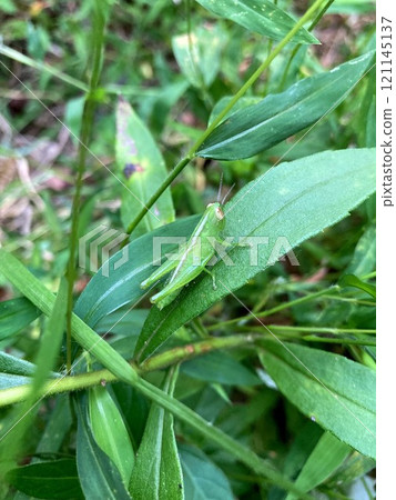 一隻年輕的科巴尼蝗蟲 121145137