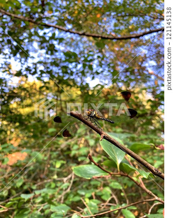 蜻蜓以一種輕鬆的姿態 121145138