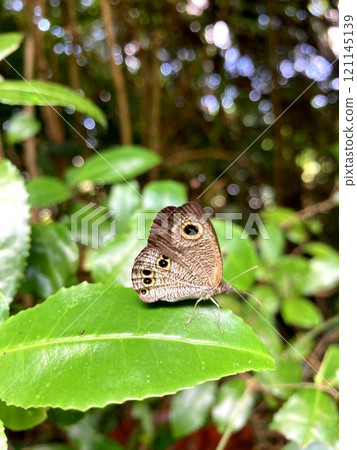 圖案顯眼的姬浦波七女 121145139