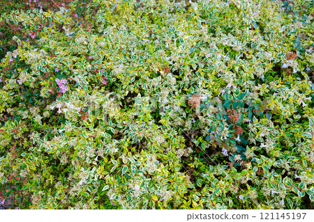 六道木宮前公園 121145197