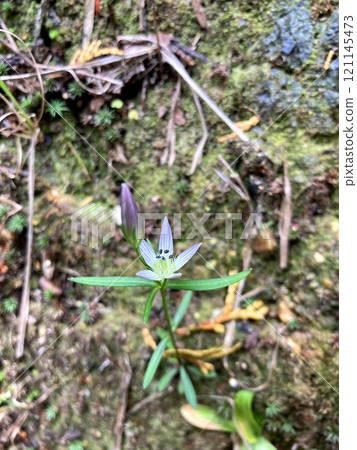 Beautiful Japanese flowers blooming in the mountains Beautiful Japanese flowers blooming in the mountains 121145473
