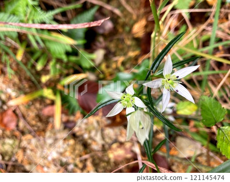 Beautiful Japanese flowers blooming in the mountains 121145474