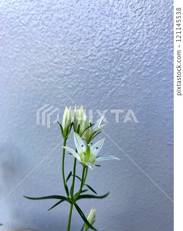 A pretty and modest blooming flower 121145538