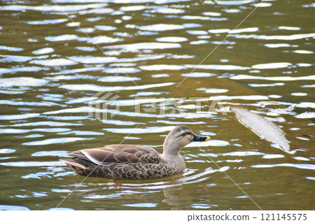 A migratory bird, a spot-billed duck, in the pond at Mitsuike Park 121145575