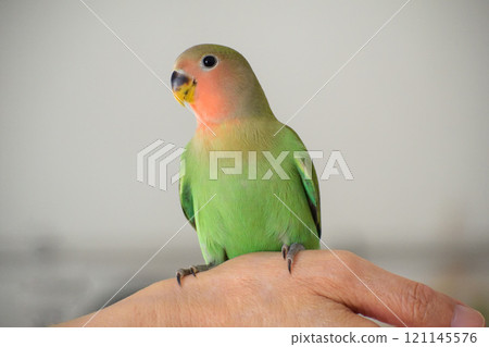 A pet lovebird (young bird) sitting on its owner's hand 121145576