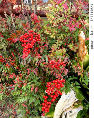 Beautifully colored red berries of the Nandina 121145623