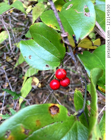 Red colored fruits of Salvia serrata Red colored fruits of Salvia serrata 121145630