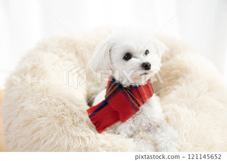 馬爾蒂普黑王戴著紅色圍巾上床 121145652