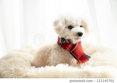 馬爾蒂普黑王戴著紅色圍巾上床 121145702