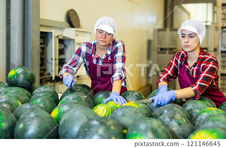 Female workers sorting watermelons in fruit factory workshop Female workers sorting watermelons in fruit factory workshop 121146645