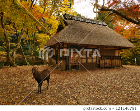 Autumn leaves at Mizutani Chaya, Kasuga Taisha Shrine 121146781