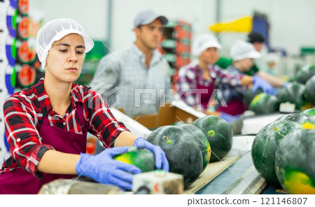 Hispanic woman working on watermelons sorting line in fruit warehouse 121146807