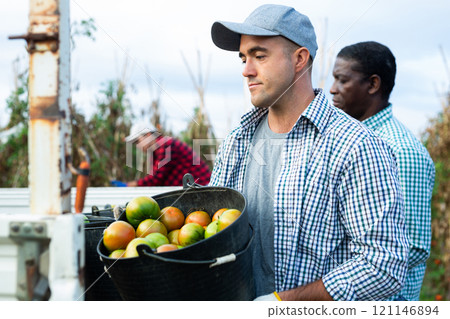 Agricultural worker loading buckets of picked tomatoes into truck Agricultural worker loading buckets of picked tomatoes into truck 121146894