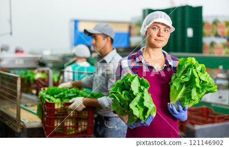 Smiling woman vegetable factory worker with lettuce 121146902