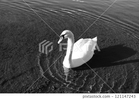 Swan 121147243