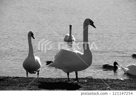 Scenery with swans Scenery with swans 121147254