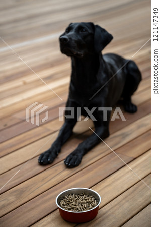Black dog patiently waiting for her meal 121147349