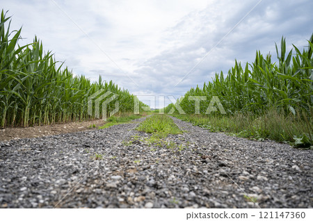 Low angle view of a country road going through green corn fields 121147360