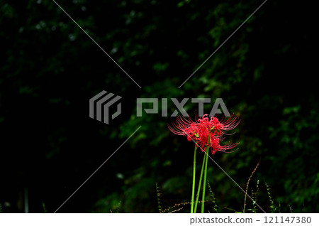 Cluster amaryllis that emerges in the dark Cluster amaryllis that emerges in the dark 121147380