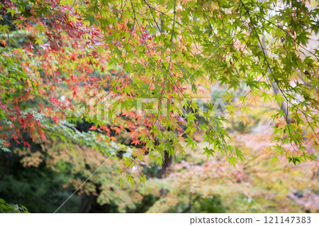 dyed in autumn leaves dyed in autumn leaves 121147383